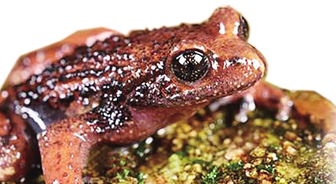 新种&mdash;&mdash;腾冲齿突蟾