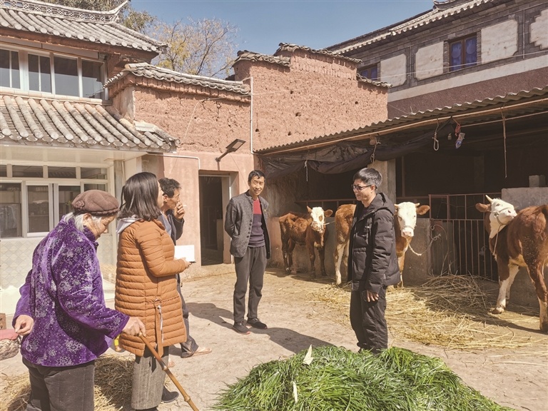 "云岭牛"养殖为群众脱贫持续"发力"_新闻聚焦_民族频道_云南网