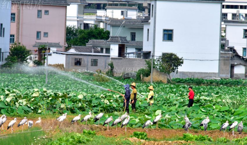 2021年5月9日,雲南省紅河哈尼族彝族自治州彌勒市竹園鎮農民在綠色的