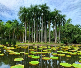 西双版纳热带植物园